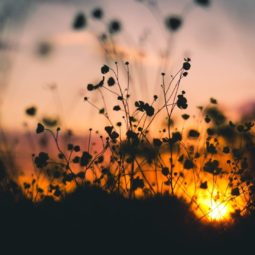 nature-sunset-flowers-silhouette-p-1080x720